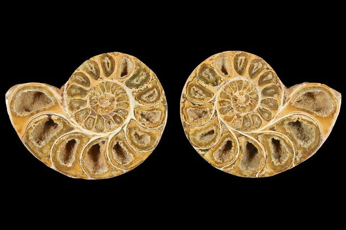 Cut & Polished Agatized Ammonite Fossil- Jurassic #131615